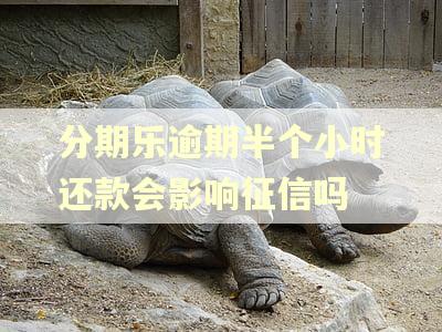 分期乐逾期半个小时还款会影响征信吗