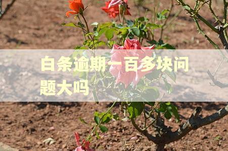 白条逾期一百多块问题大吗