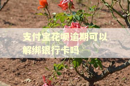 支付宝花呗逾期可以解绑银行卡吗