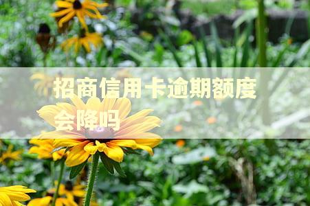 招商信用卡逾期额度会降吗