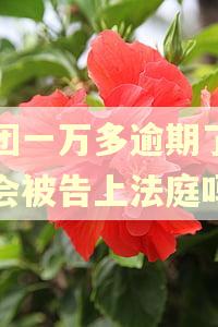 美团一万多逾期了真的会被告上法庭吗