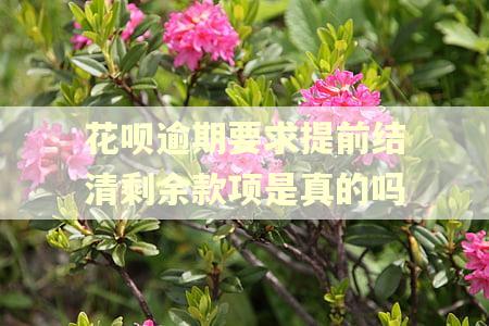 花呗逾期要求提前结清剩余款项是真的吗