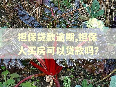 担保贷款逾期,担保人买房可以贷款吗？