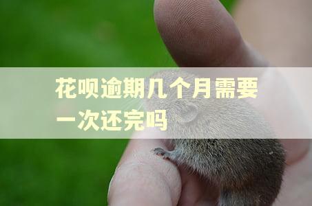 花呗逾期几个月需要一次还完吗 花呗逾期几个月需要一次还完吗