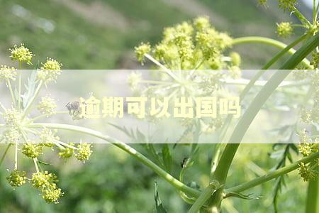 逾期可以出国吗