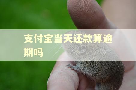 支付宝当天还款算逾期吗