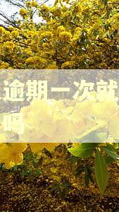 还呗逾期一次就借不了了吗