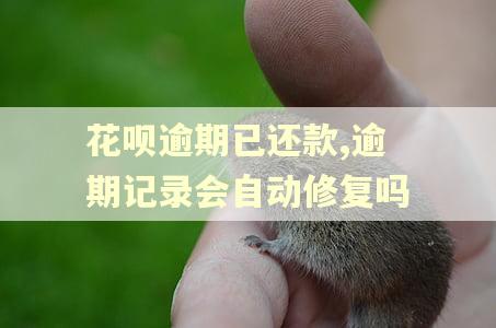 花呗逾期已还款,逾期记录会自动修复吗
