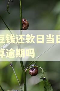 豆豆钱还款日当日还款算逾期吗 豆豆钱还款日当日还款算逾期吗