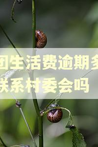 美团生活费逾期多久会联系村委会吗 美团生活费逾期多久会联系村委会吗