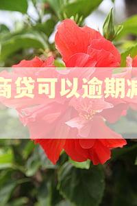 网商贷可以逾期减免吗