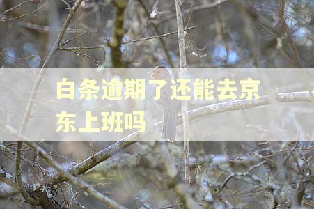 白条逾期了还能去京东上班吗