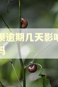 花呗逾期几天影响车贷吗