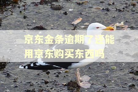 京东金条逾期了还能用京东购买东西吗