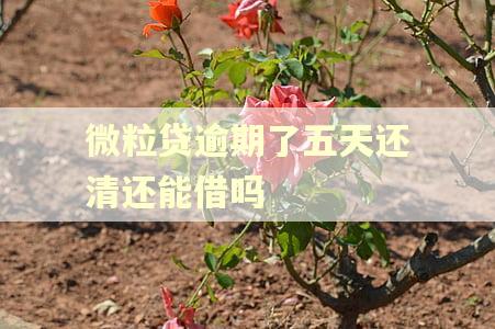 微粒贷逾期了五天还清还能借吗