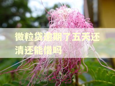 微粒贷逾期了五天还清还能借吗 微粒贷逾期了五天还清还能借吗