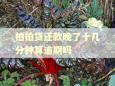 拍拍贷还款晚了十几分钟算逾期吗