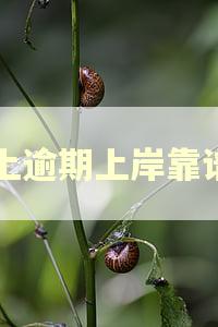 马上逾期上岸靠谱吗