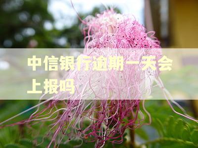 中信银行逾期一天会上报吗