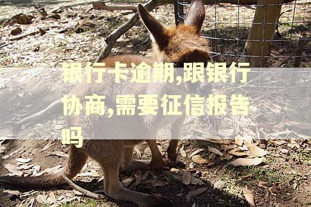 银行卡逾期,跟银行协商,需要征信报告吗