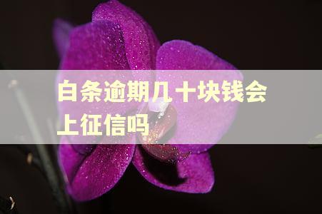 白条逾期几十块钱会上征信吗