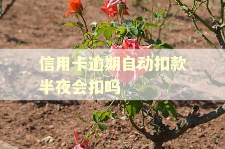 信用卡逾期自动扣款半夜会扣吗