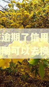 网贷逾期了信用卡卡片到期可以去换吗