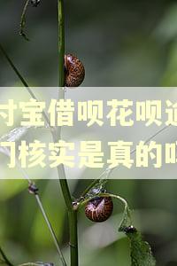 支付宝借呗花呗逾期上门核实是真的吗