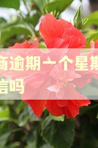 招商逾期一个星期上征信吗