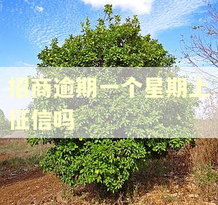 招商逾期一个星期上征信吗 招商逾期一个星期上征信吗