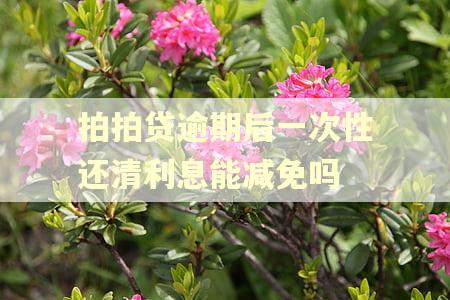 拍拍贷逾期后一次性还清利息能减免吗