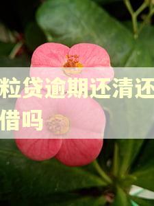 微粒贷逾期还清还能复借吗