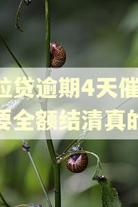 微粒贷逾期4天催收说要全额结清真的吗
