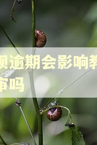 借呗逾期会影响教师政审吗