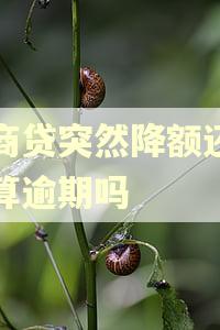 网商贷突然降额还不上算逾期吗 网商贷突然降额还不上算逾期吗