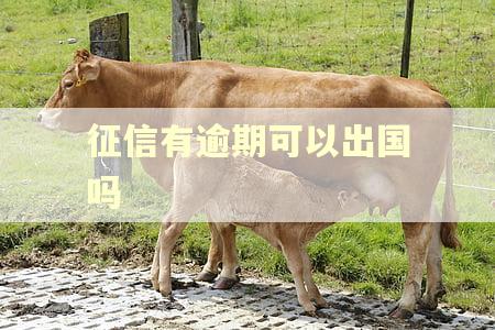 征信有逾期可以出国吗