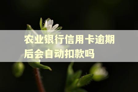 农业银行信用卡逾期后会自动扣款吗