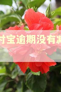 支付宝逾期没有减免吗