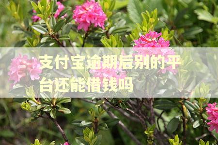支付宝逾期后别的平台还能借钱吗