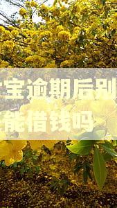 支付宝逾期后别的平台还能借钱吗