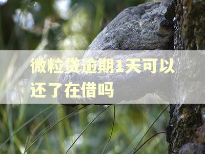 微粒贷逾期1天可以还了在借吗