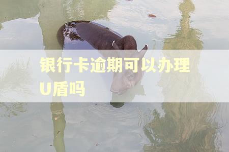 银行卡逾期可以办理U盾吗 银行卡逾期可以办理U盾吗