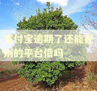 支付宝逾期了还能在别的平台借吗