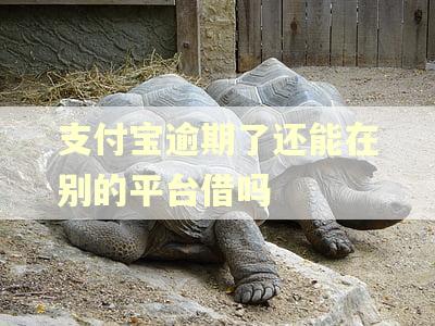 支付宝逾期了还能在别的平台借吗