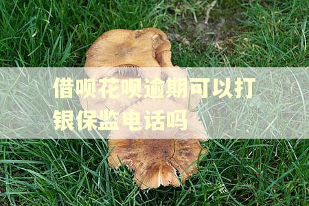 借呗花呗逾期可以打银保监电话吗