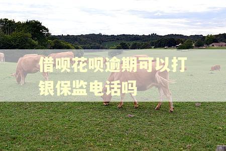 借呗花呗逾期可以打银保监电话吗