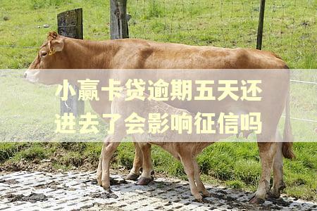 小赢卡贷逾期五天还进去了会影响征信吗