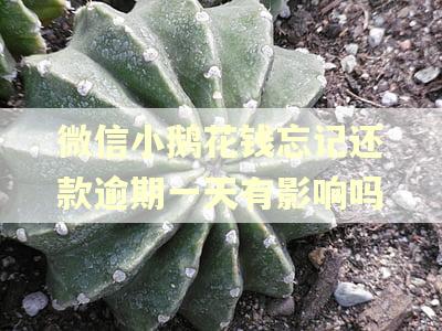 微信小鹅花钱忘记还款逾期一天有影响吗