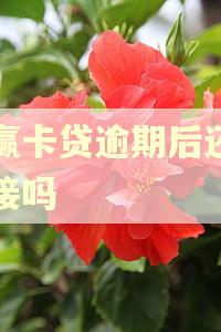 小赢卡贷逾期后还能再接吗