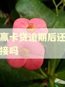 小赢卡贷逾期后还能再接吗